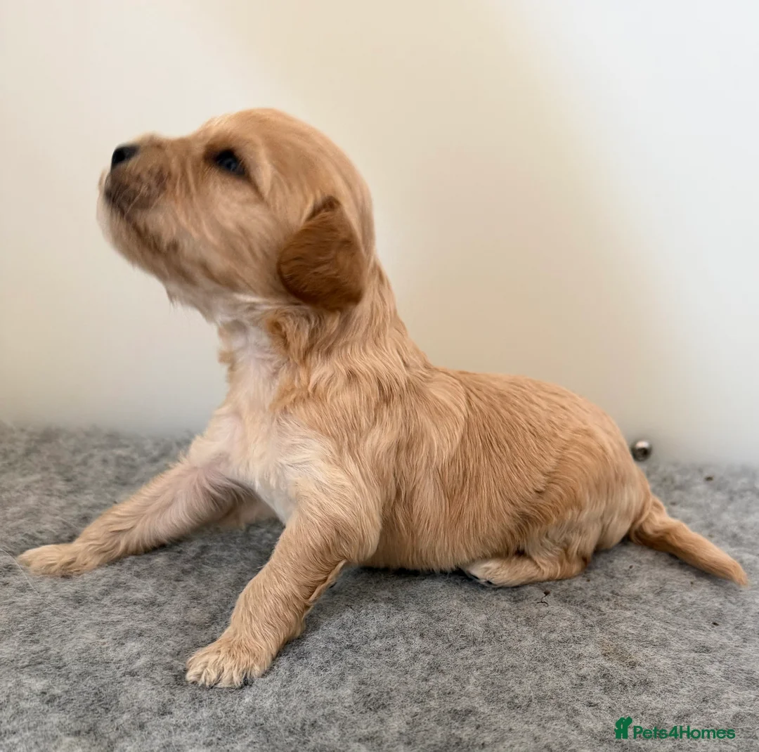 Cavapoo dogs for sale: F1B Cavapoo Puppies  in London - Advert 15