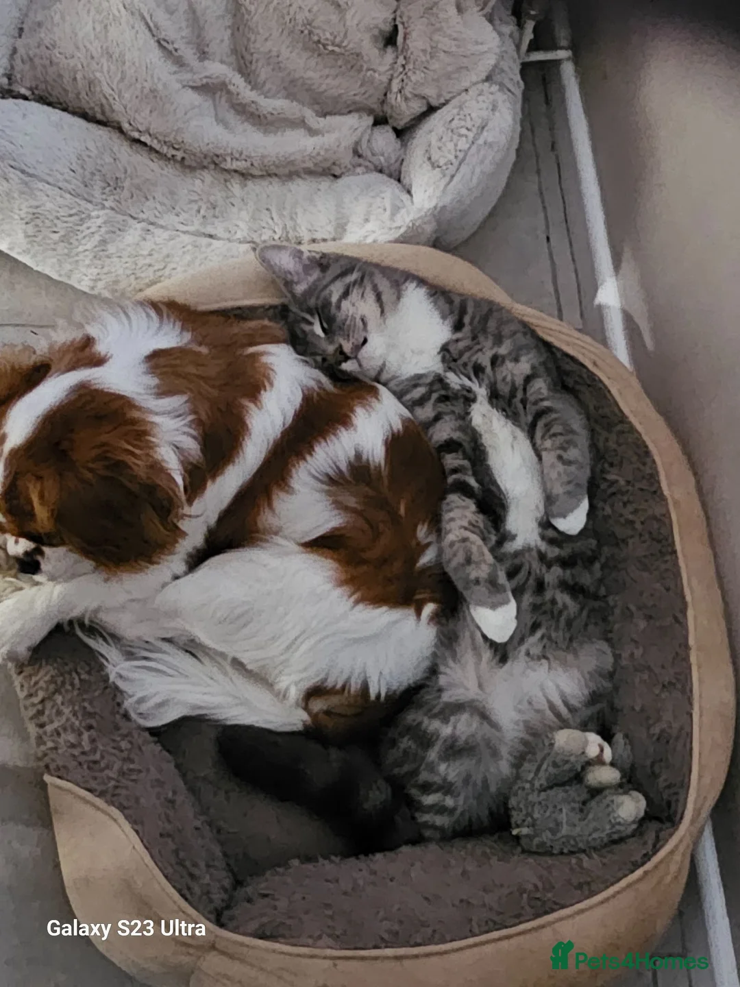 Maine Coon cats for sale: Smokie  - Advert 8
