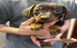 Dachshund dogs for sale: READY TO GO Dachshund Puppies dapple+chocolate - Image 21