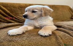Golden Retriever dogs for sale: KC Registered Golden Retriver Puppies - Image 17