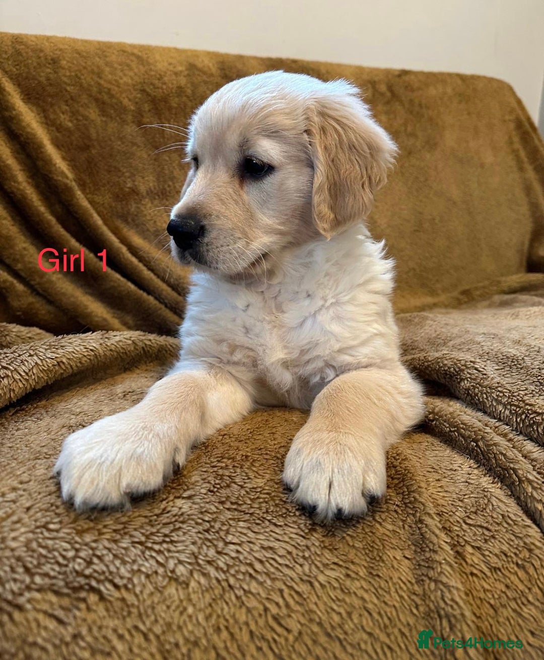 Golden Retriever dogs for sale: KC Registered Golden Retriver Puppies - Image 17
