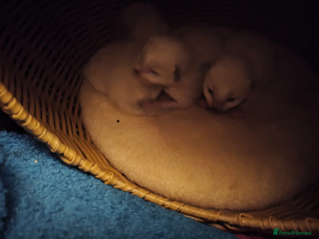 Ragdoll cats for sale: 3 Ragdoll Kittens for sale  - Advert 4