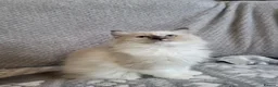 Ragdoll cats for sale: GCCF registered Ragdoll Kittens  - Advert 12