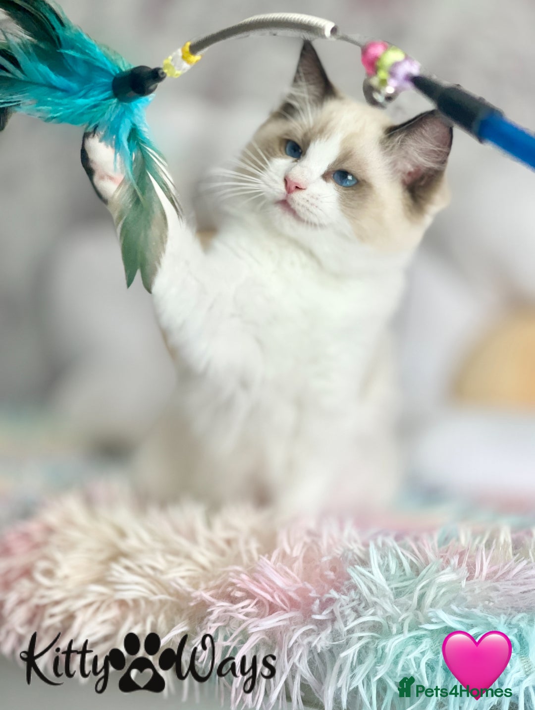 Ragdoll cats for sale: 🐾🩷*TICA REG* LYNX TABBY EU RAGDOLL KITTENS🩵🐾 - Image 17
