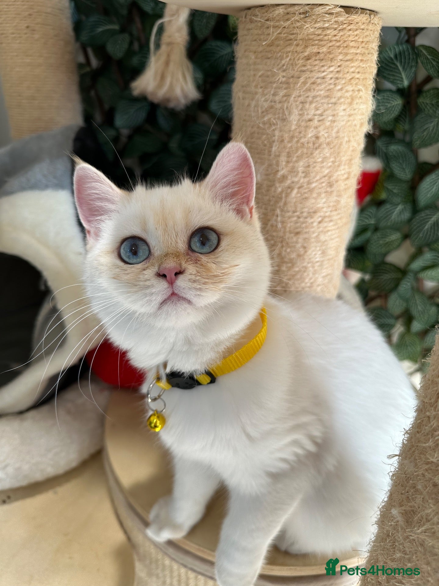 British Shorthair cats Ready Champion lines BSH kittens  - Advert 2