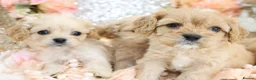 Cavapoo dogs for sale: *HEALTH TESTED*  F1 Cavapoos - Advert 17