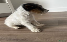 Fox Terrier dogs for sale: Fox Terrier puppies for sale - 07704995261 - Image 16