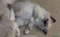 Ragdoll cats for sale: READY SOON!! PUREBRED RAGDOLL KITTENS - Image 20