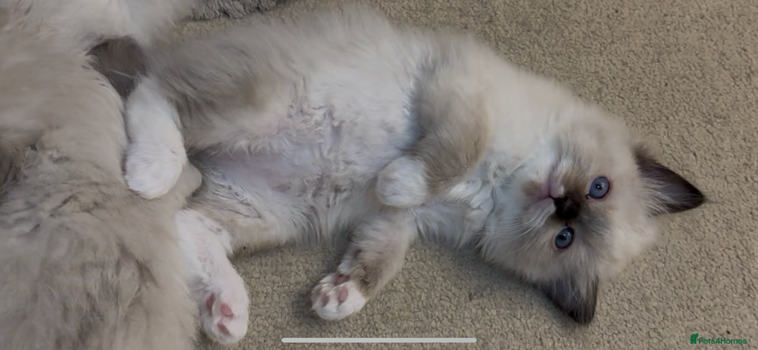 Ragdoll cats for sale: READY SOON!! PUREBRED RAGDOLL KITTENS - Image 20