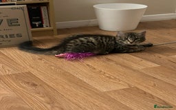 Mixed Breed cats for sale: 7minth old tabby male cat. - Image 3