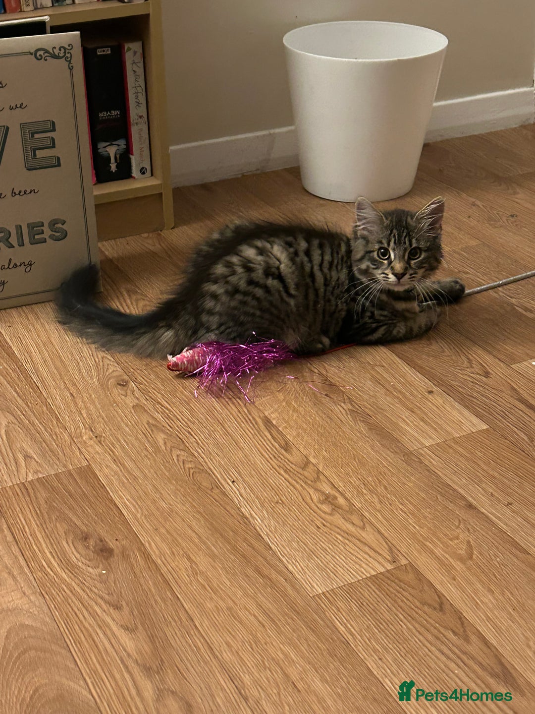 Mixed Breed cats for sale: 7minth old tabby male cat. - Image 3