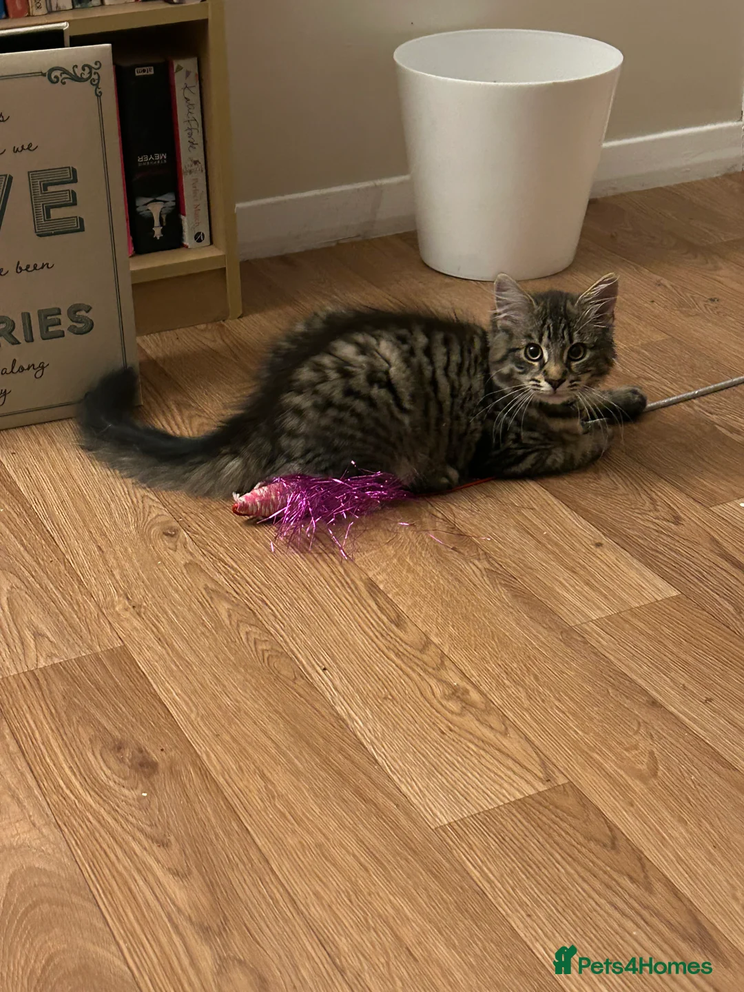 Mixed Breed cats for sale: 10 month old tabby fluffy male cat. - Advert 3