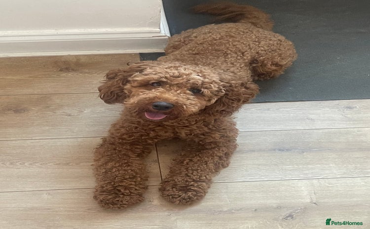 Cavapoo dogs - Advert 1