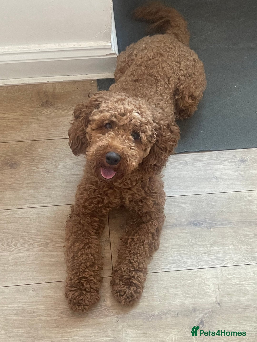 Cavapoo dogs for sale: Cavapoo for rehoming - Image 1