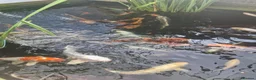 Koi Carp fish for sale: Koi carp various sizes - Advert 11