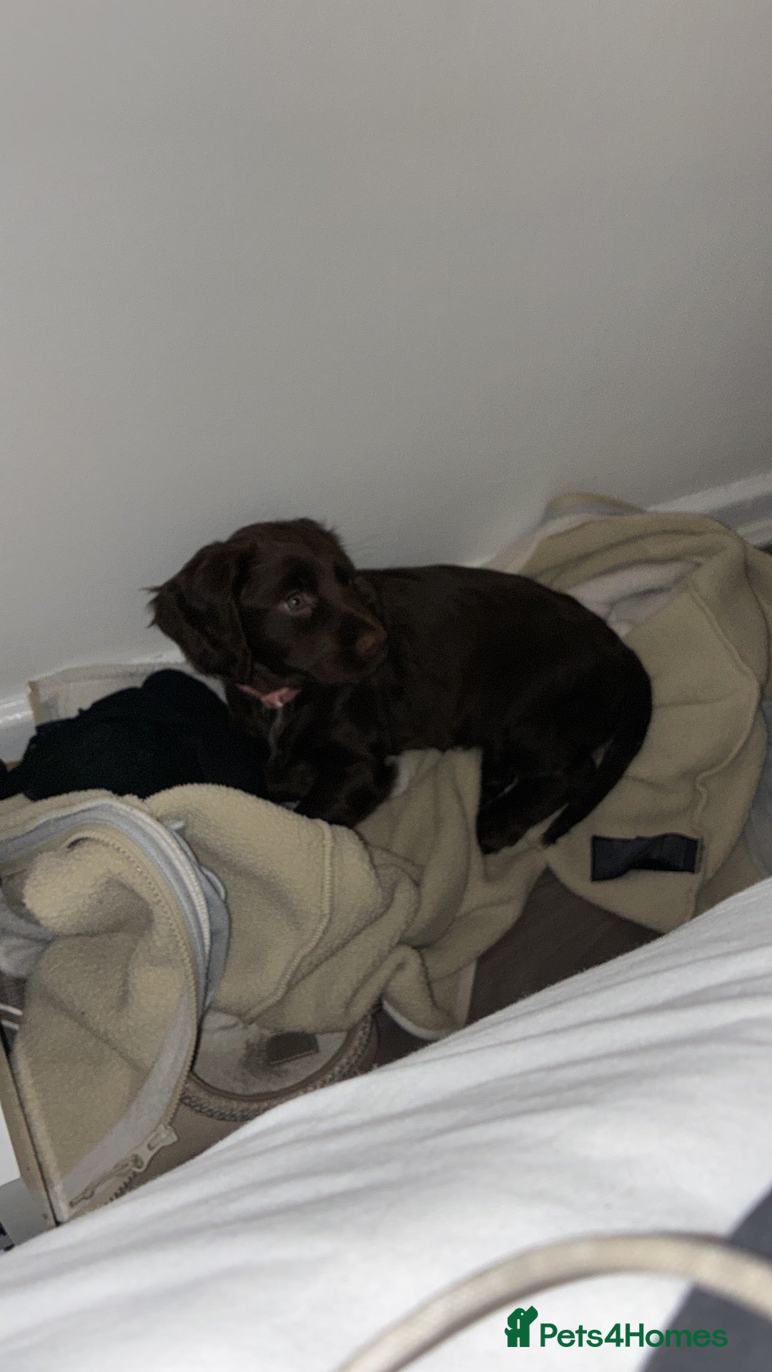Cocker Spaniel dogs for sale: Female cocker spaniel puppy  - Advert 17