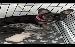 French Bulldog dogs for sale: French bulldog puppies  - Image 6