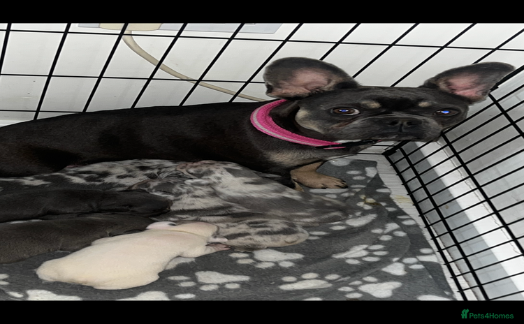 French Bulldog dogs - Advert 7