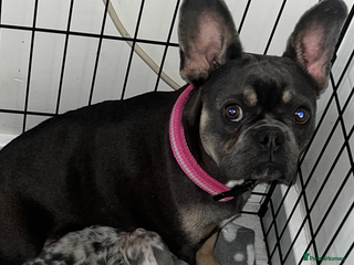 French Bulldog dogs - Advert 3