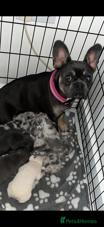 French Bulldog dogs - Advert 7