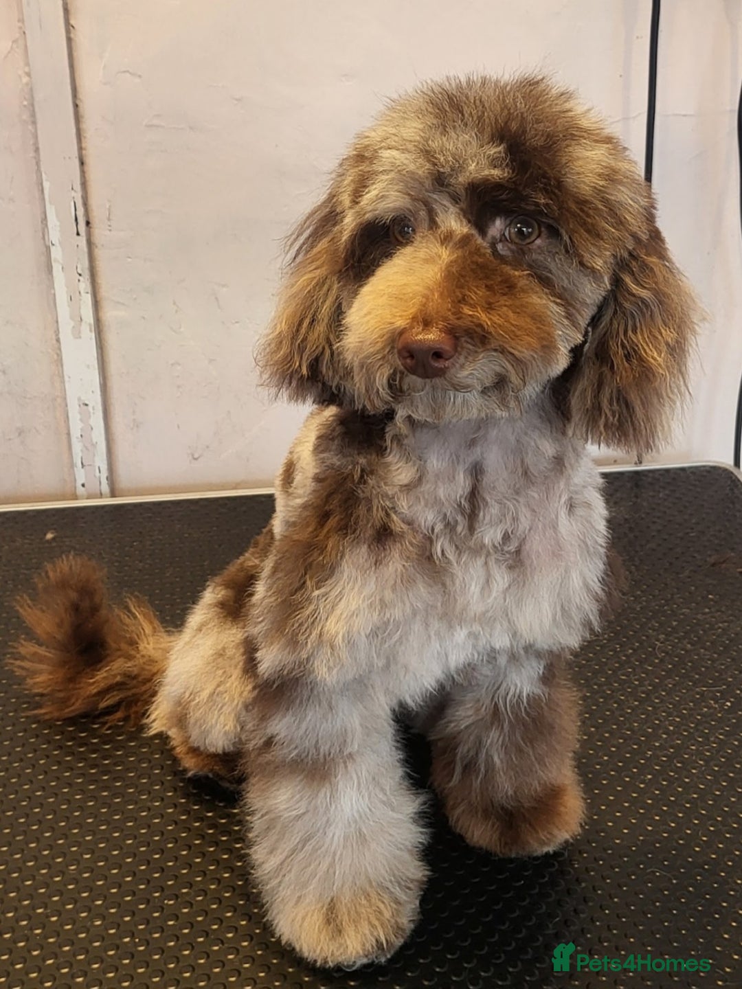 Toy Poodle dogs for stud: Proven toy poodle stud (chocolate merle) - Image 2