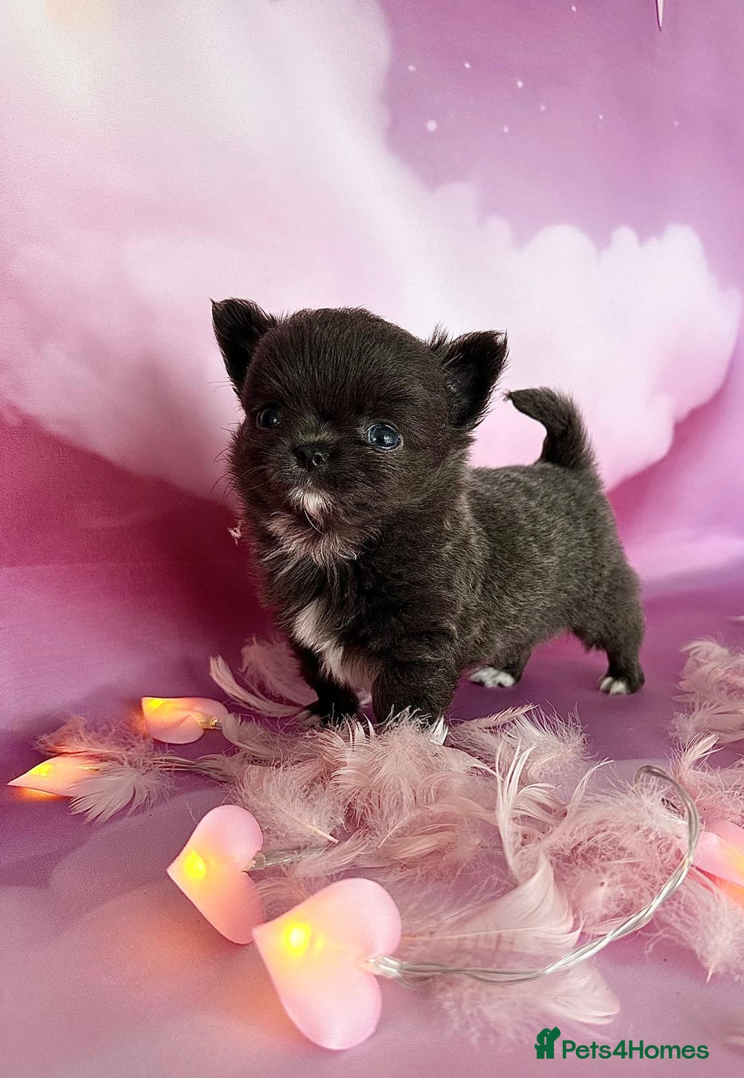 Chihuahua dogs for stud: KC lilac stud in Dagenham - Advert 12