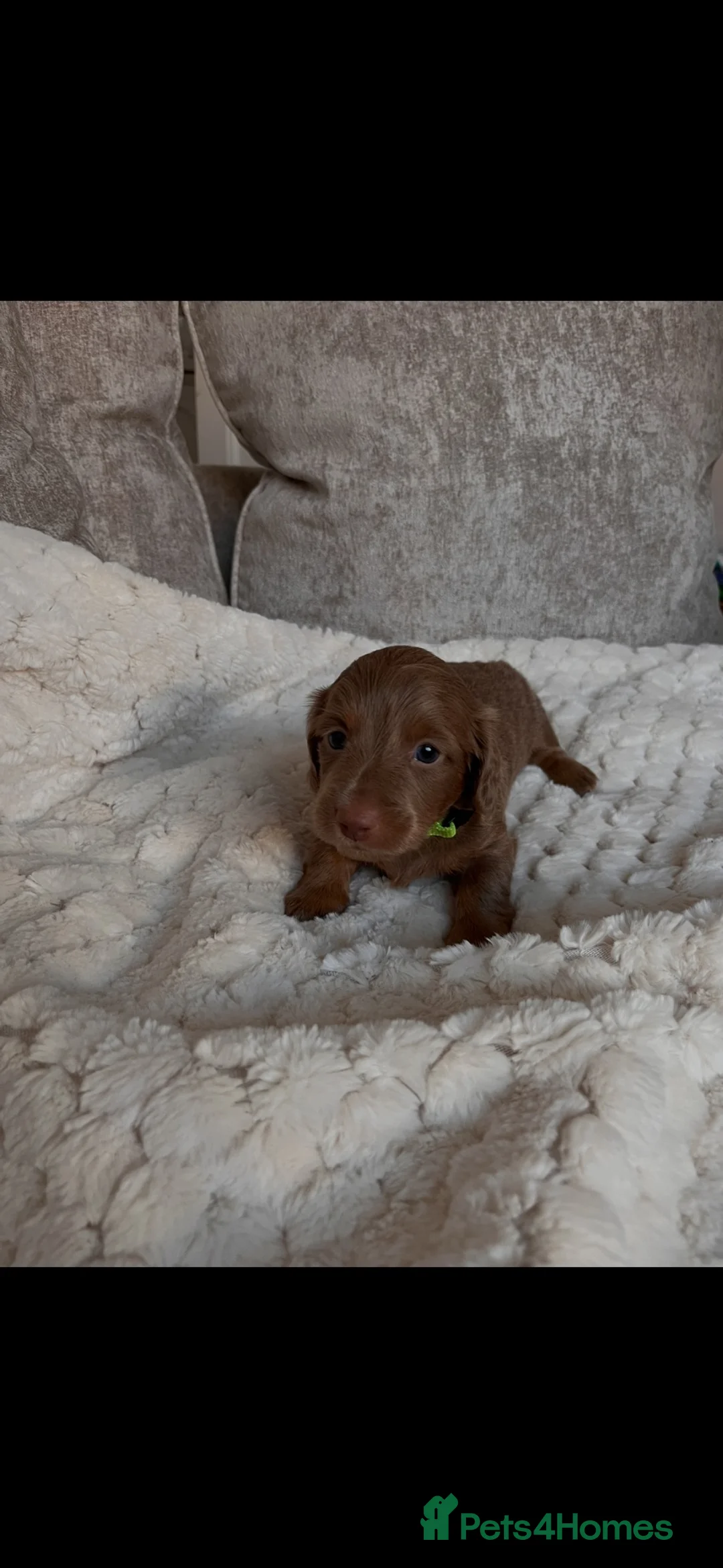 Dachshund dogs for sale: Isabella and tan dachshunds looking for new homes - Advert 2