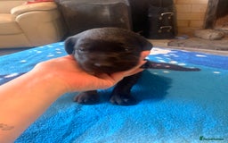 Labrador Retriever dogs for sale: Labrador puppys - Image 39