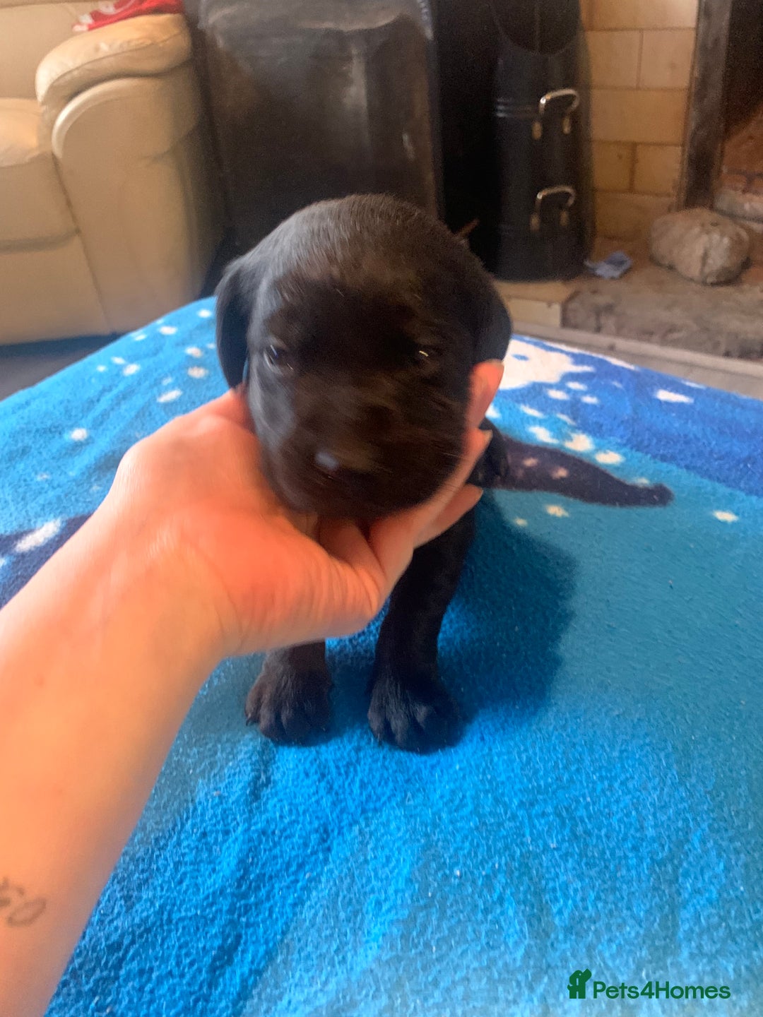 Labrador Retriever dogs for sale: Labrador puppys - Image 39