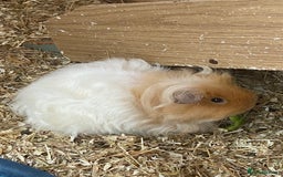 Guinea Pig rodents for sale: 2x female Guinea pigs  - Image 3