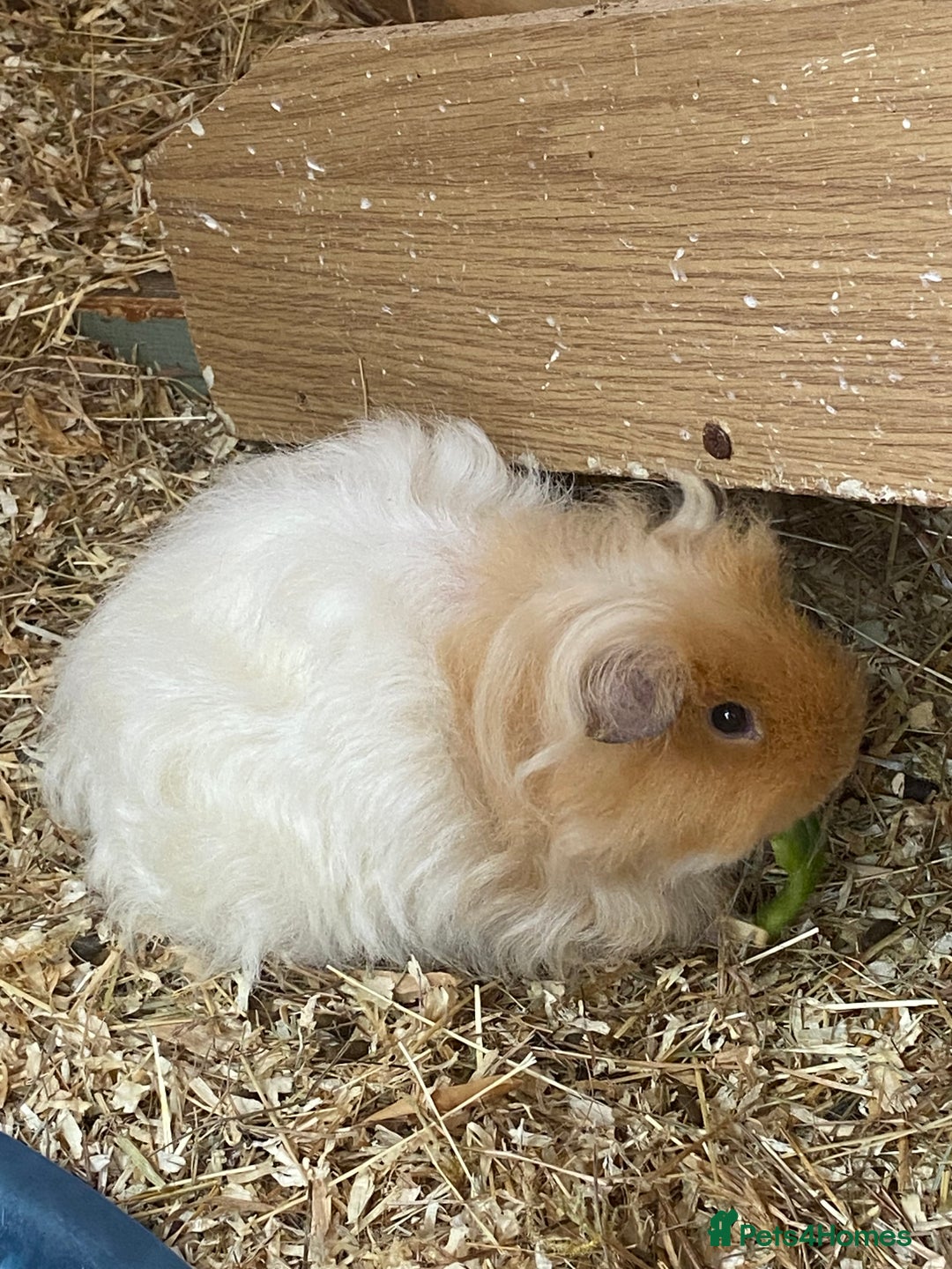 Guinea Pig rodents for sale: 2x female Guinea pigs  - Image 3