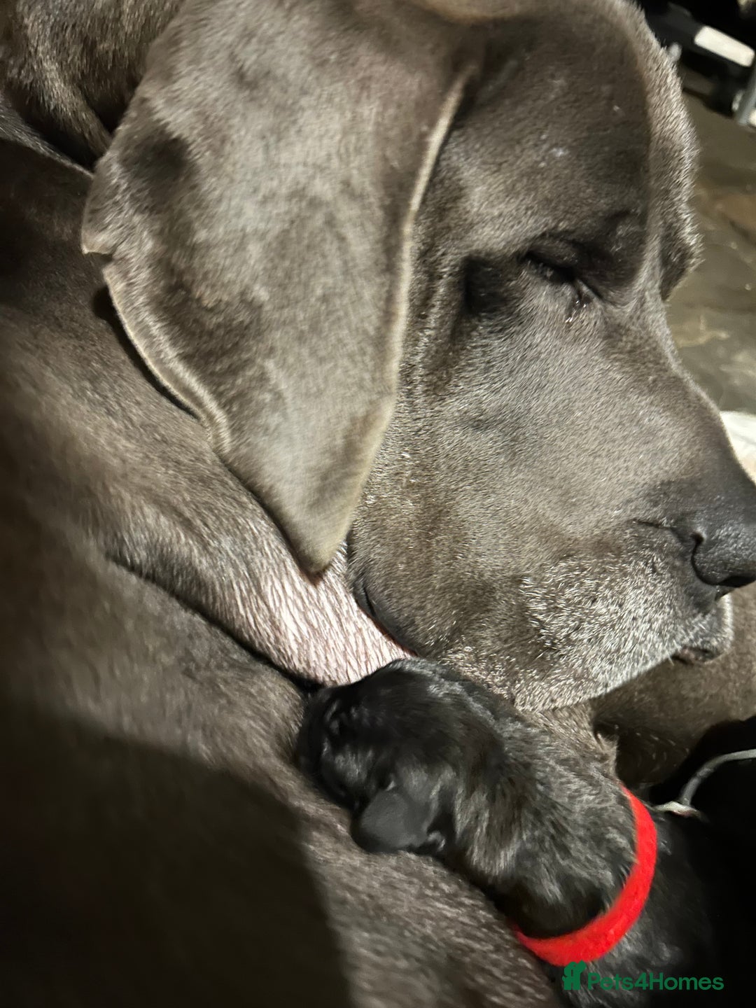 Great Dane dogs for sale: Stunning Great Dane Puppies  - Image 2