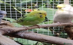 Budgerigars birds for sale: Young budgies, easily tamed - Image 7