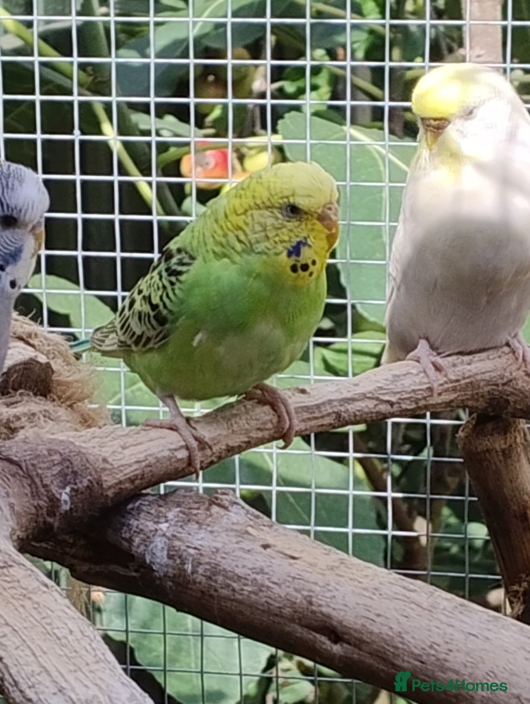 Budgerigars birds for sale: Young budgies, easily tamed - Image 7