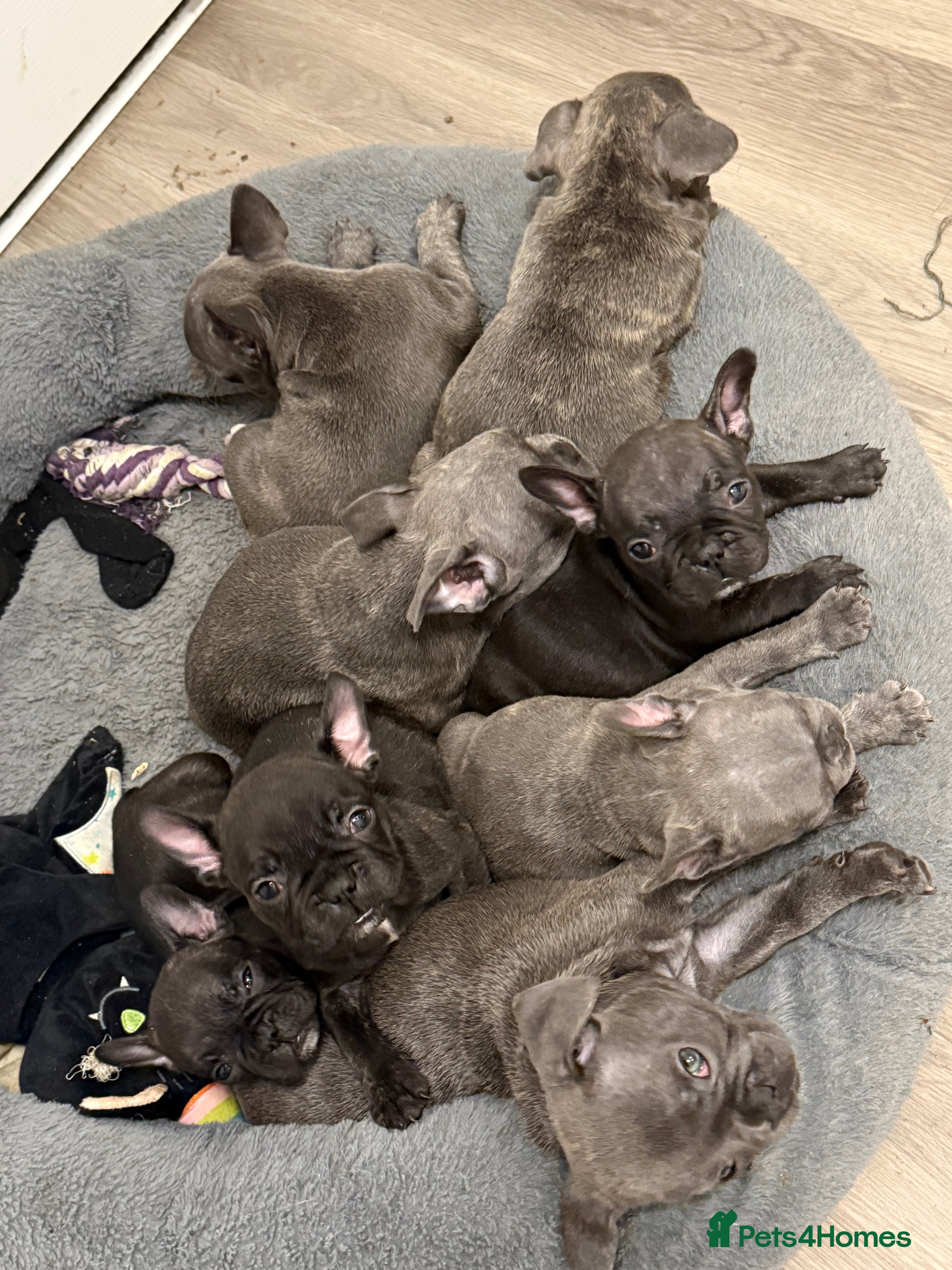 French Bulldog dogs ✨Stunning Pedigree French Bulldog Puppies✨ - Advert 18