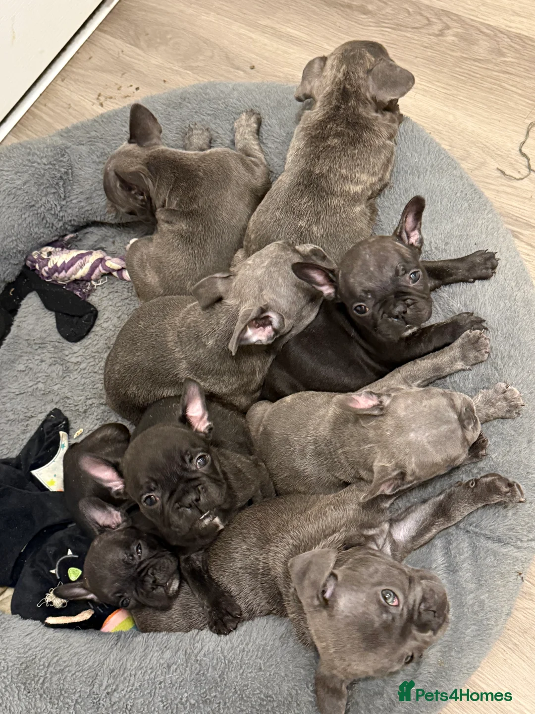 French Bulldog dogs for sale: ✨Stunning Pedigree French Bulldog Puppies✨ - Advert 1