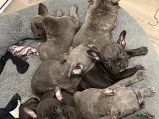 French Bulldog dogs ✨Stunning Pedigree French Bulldog Puppies✨ - Advert 3