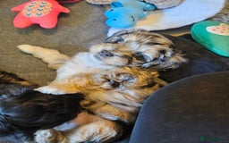 Maltipoo dogs for sale: Beautiful F1 Merle Maltipoo boy - Image 14