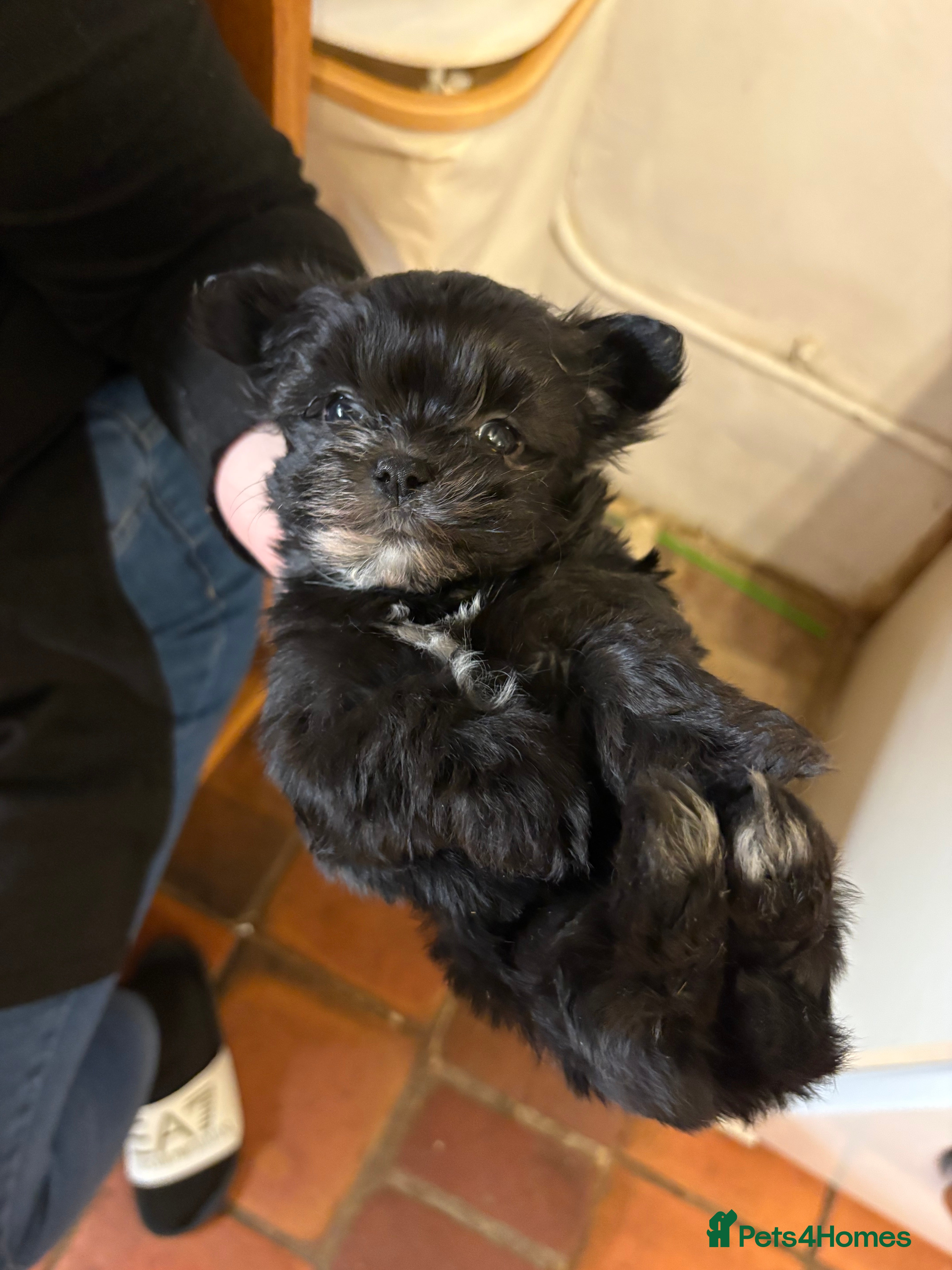 Morkie dogs Dainty little morkies - Advert 3