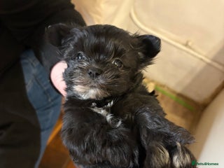 Morkie dogs Dainty little morkies - Advert 9