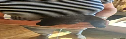 Sheprador dogs for sale: Shepador puppies  in Turriff - Advert 9