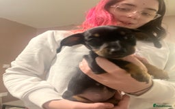 Mixed Breed dogs for sale: Dachshund crosses for sale  - Image 3