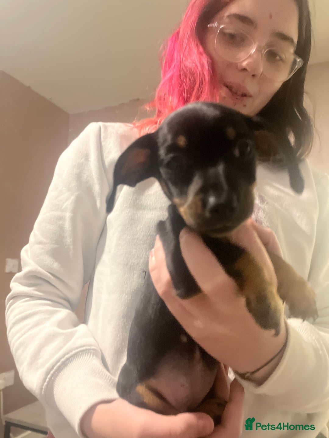 Mixed Breed dogs for sale: Dachshund crosses for sale  - Image 3