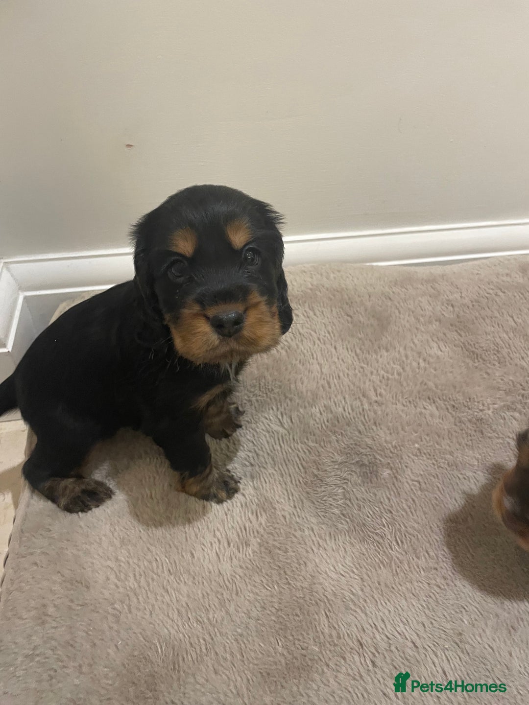 Cocker Spaniel dogs for sale: 6 gorgeous cocker spaniel puppies  - Image 10
