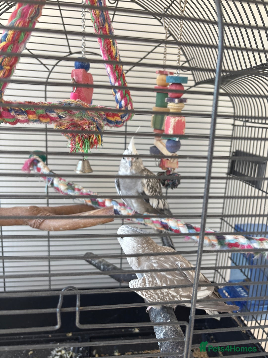 Cockatiels birds for sale: 2x cockatiels for sale and cage/toys - Image 2
