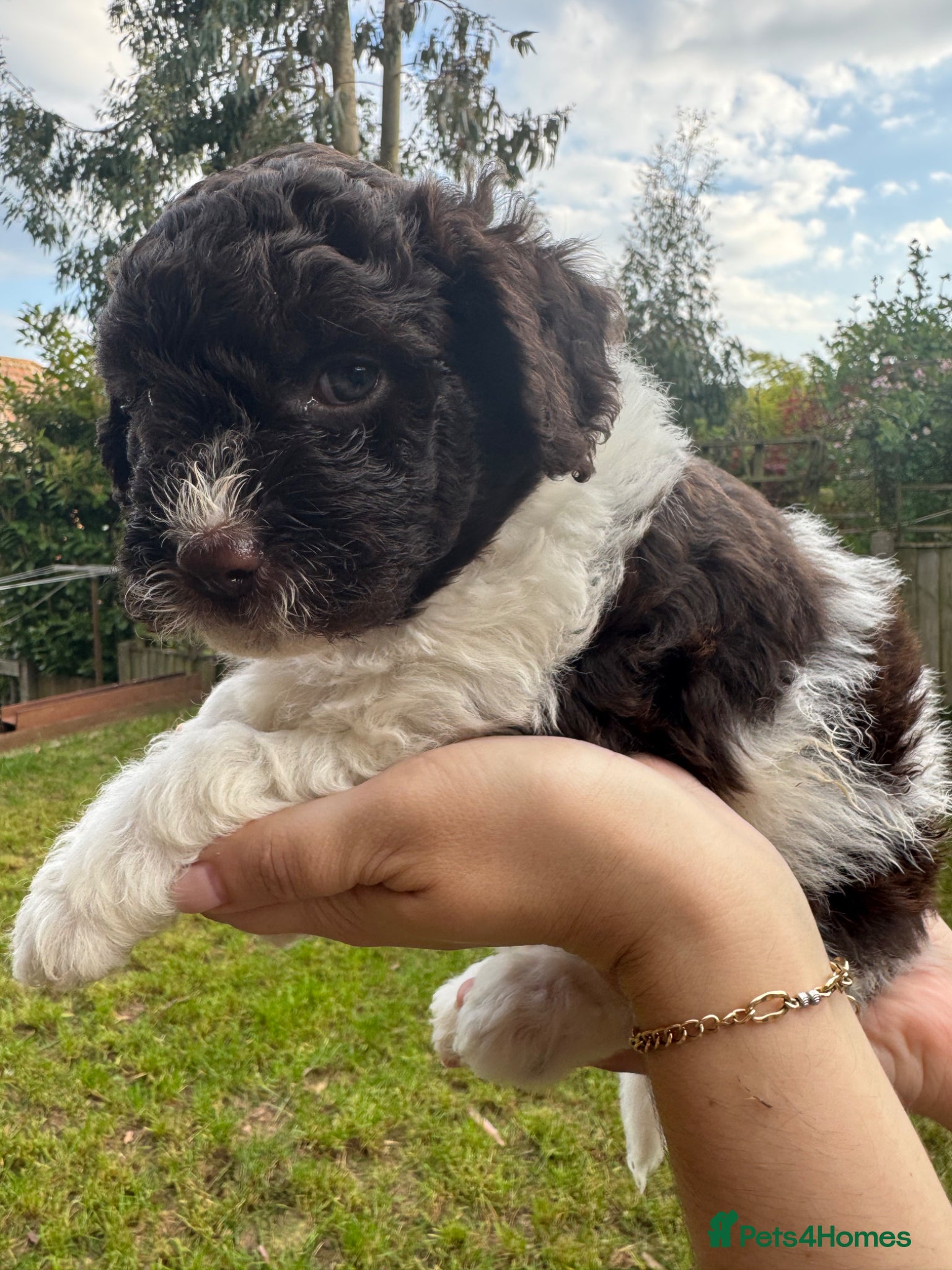 Lagotto Romagnolo dogs Lagotto Romanoglo pups - Advert 2