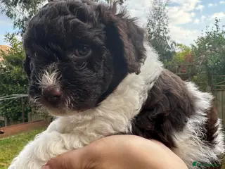 Lagotto Romagnolo dogs Lagotto Romanoglo pups - Advert 2