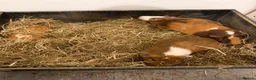 Guinea Pig rodents for sale: Guniea pig for free  - Advert 9