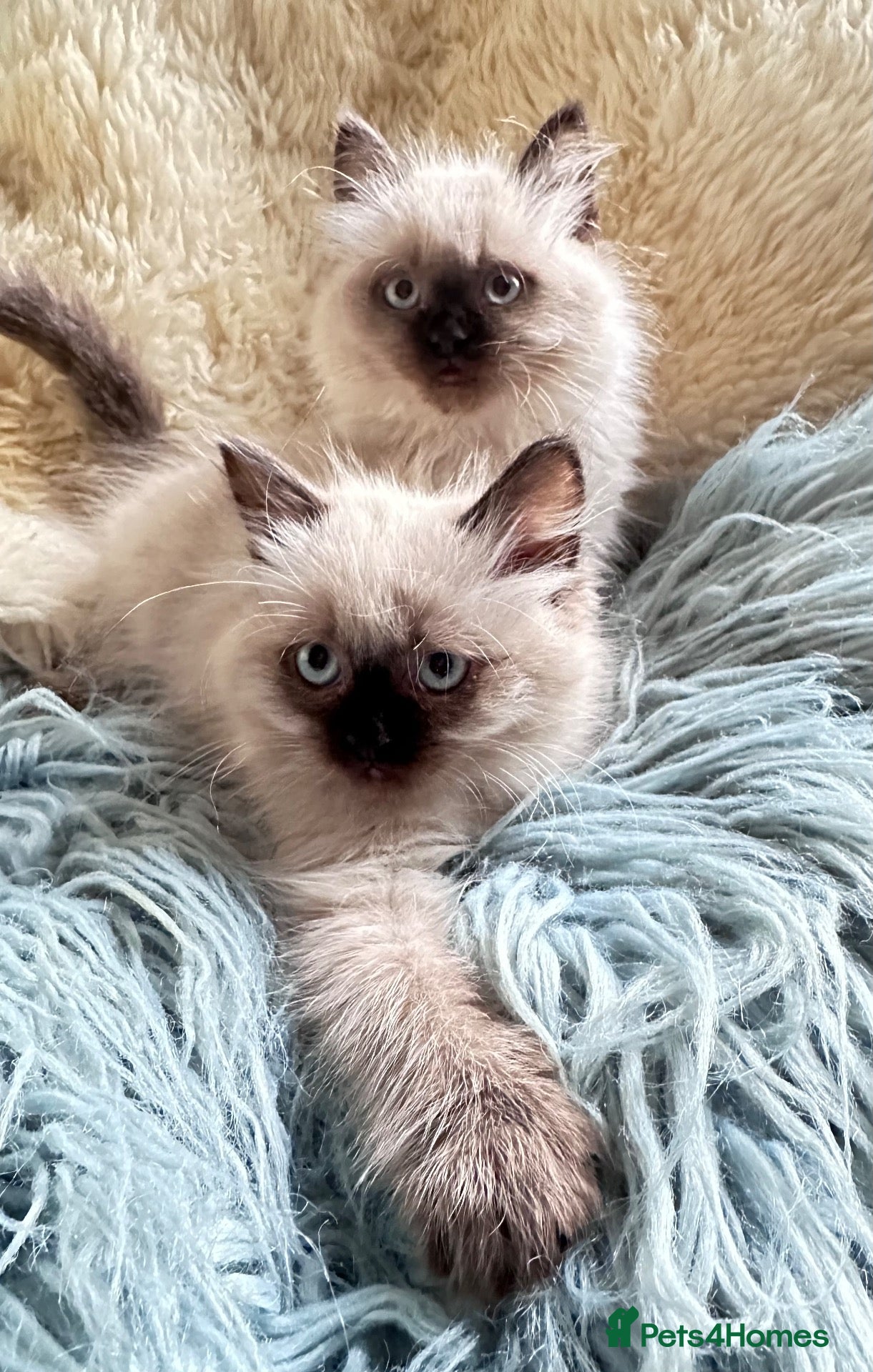 Ragdoll cats Ragdoll kittens - 2 girls available  - Advert 2