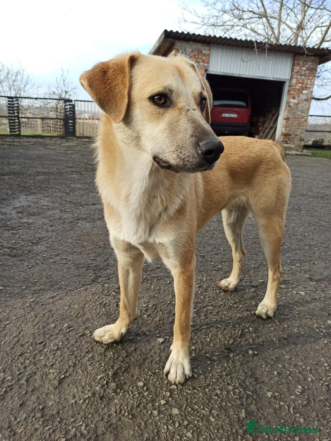 Mixed Breed dogs for adoption: 💙🐶 DAN 🐶💙 - Image 17
